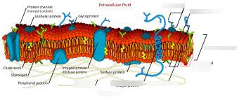 Extracellular Fluid Diagram | Quizlet