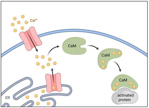 Smooth Muscle Contraction Calmodulin