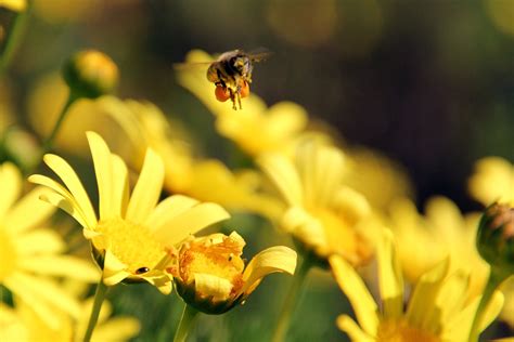 Abeja Flores Plantas Foto Gratis En Pixabay Pixabay