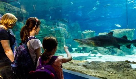 Monterey Bay Aquarium: Underwater Exhibits, Shows, and Tours