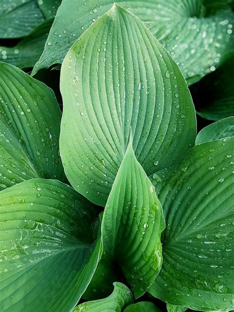 Plantain lily, leaf, plant, nature, raindrop - free image from needpix.com