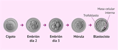 C Mo Es La Formaci N De La Placenta Y El Cord N Umbilical