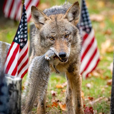 Eastern Timber Wolf Range