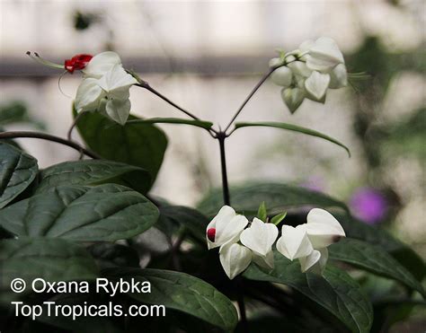 Clerodendrum thomsoniae, Bleeding heart, Glory bower, Clerodendron