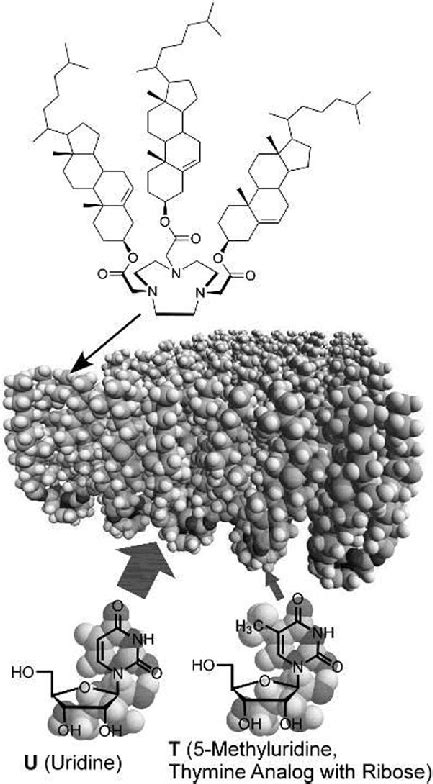 Discrimination Of Uridine From A Thymidine Analogue Through Deformation