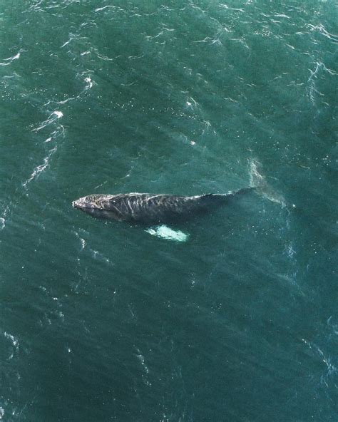 WILDLIFE OF ICELAND | Icelandic Explorer