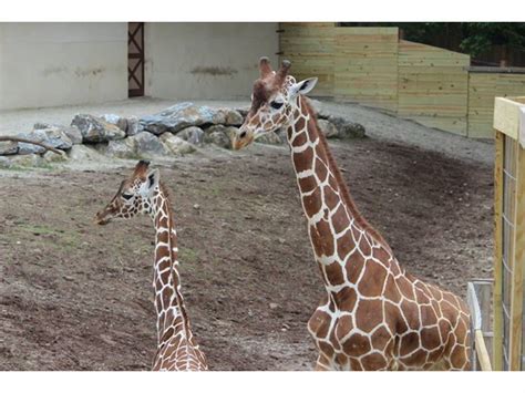 2 New Giraffes Arrive At Norristown's Elmwood Park Zoo | Norristown, PA ...