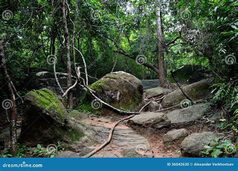 Cambodian jungle stock photo. Image of cambodia, tropics - 36042630