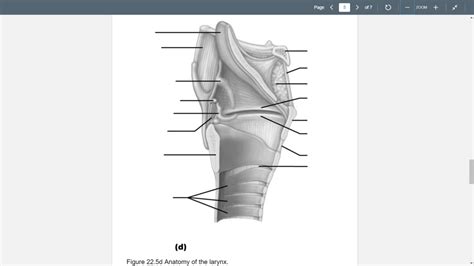 Larynx Sagittal Section Diagram Quizlet