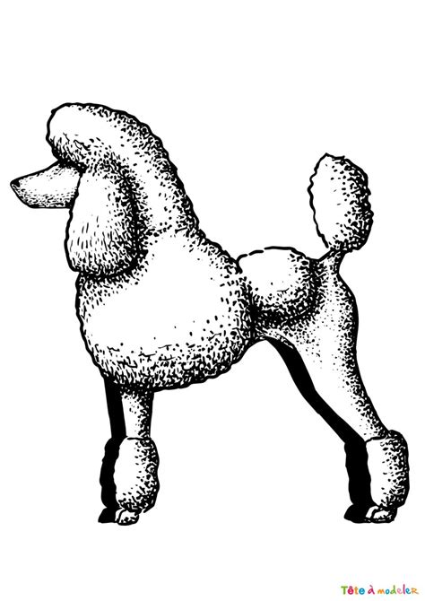 Coloriage d un caniche géant à imprimer avec Tête à modeler