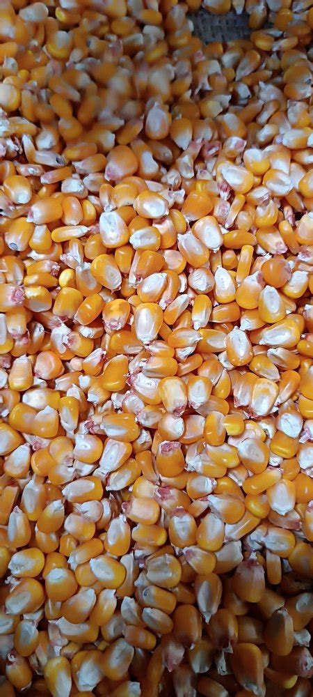 Yellow Maize High In Protein At 24500 Tonne In Purnia ID