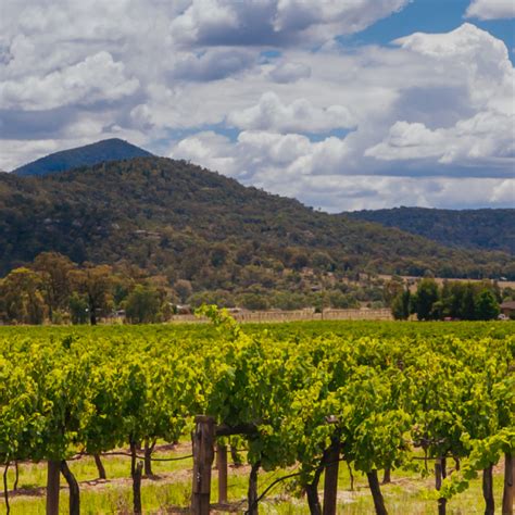 10 Best Wineries To Visit Near Pokolbin Winetourism