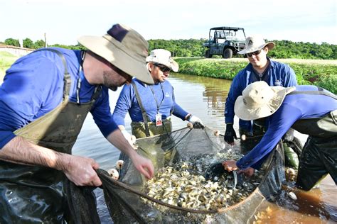 Inicia La Temporada De Entrega De Alevines A Peque Os Productores