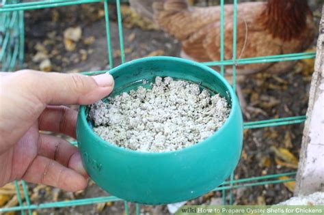 How To Prepare Oyster Shells For Chickens 9 Steps With Pictures