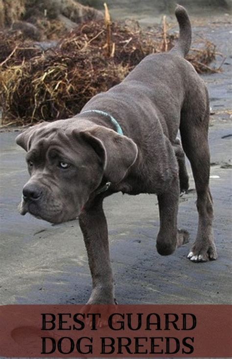 Five Best Family Guard Dog Breeds | PetHelpful