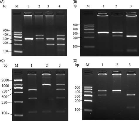 A Pcr Products Of Gstt And Gstm M Dna Marker Lanes Dna