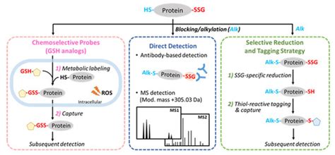 Antioxidants Free Full Text Defining The S Glutathionylation