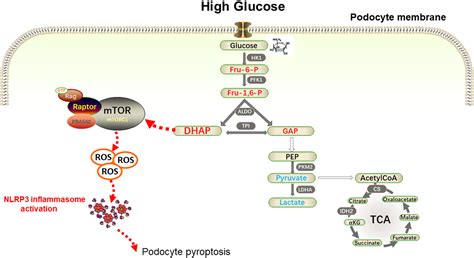 Dihydroxyacetone Phosphate Accumulation Leads To Podocyte Pyroptosis In