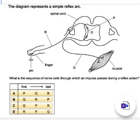 Simple Reflex Arc Diagram