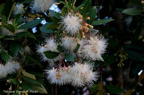 Syzygium Australe Flowering Now In Brisbane Front Yard Bu Flickr