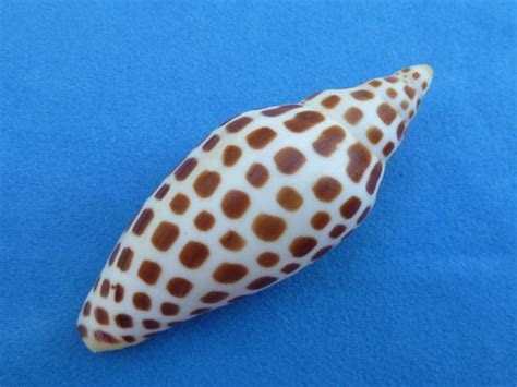 Junonia id Junonia id – I Love Shelling