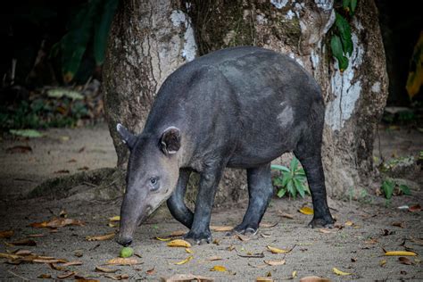 Tapir: Facts to know about the endangered species | Knowledge News ...