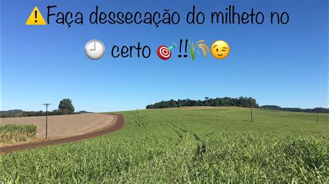 Desseca O Milheto Pr Trigo Youtube