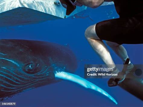 Humpback Whale Eye Photos and Premium High Res Pictures - Getty Images