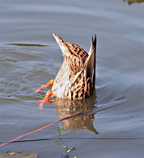 Upside Down Duck Wheres The Bread Hollyblue67 Flickr