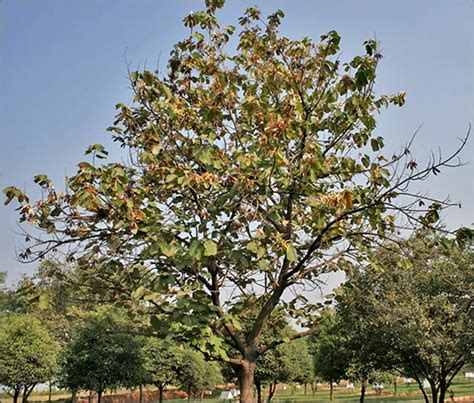 Muchkund Bayur Tree Pterospermum Acerifolium Ayurvedic Properties