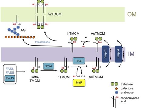 Pathway Of Trehalose Corynomycolate Synthesis And Transport In C