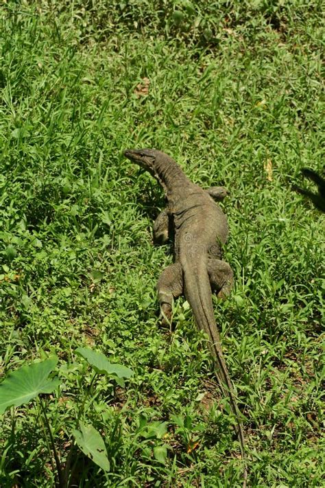 Biawak, varanus sp stock image. Image of east, nature - 6398077