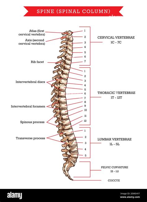 Human Spine Bones Anatomy Vector Sketch Of Skeleton Backbone Or