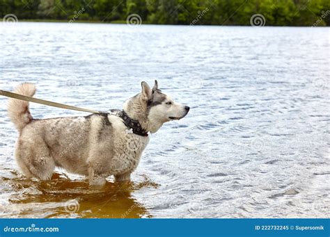 Siberian Husky In The Water Stock Image Image Of Playful Expression