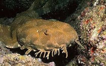 Wobbegong Shark - Katie's Marine Bio Page