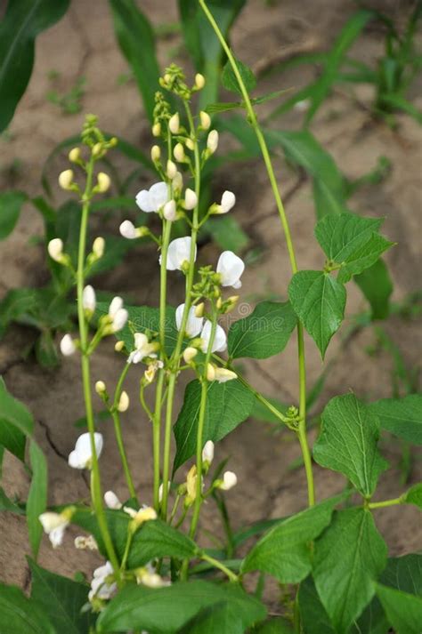 Common Bean Phaseolus Vulgaris Is Blooming In The Garden Stock Photo