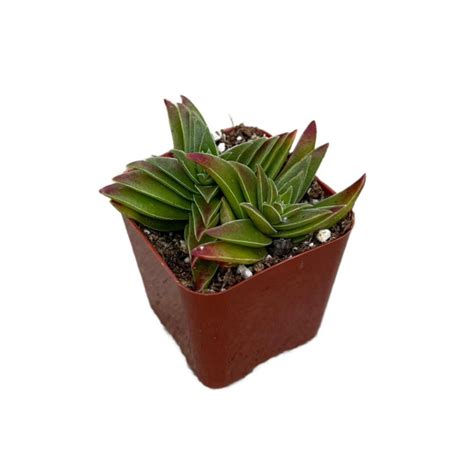 Shark S Tooth 2 Inch Crassula Corymbulosa Live Succulent Plant Indoor Plant House Plant Etsy