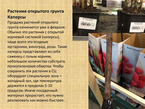 Садовые центры в России - online presentation