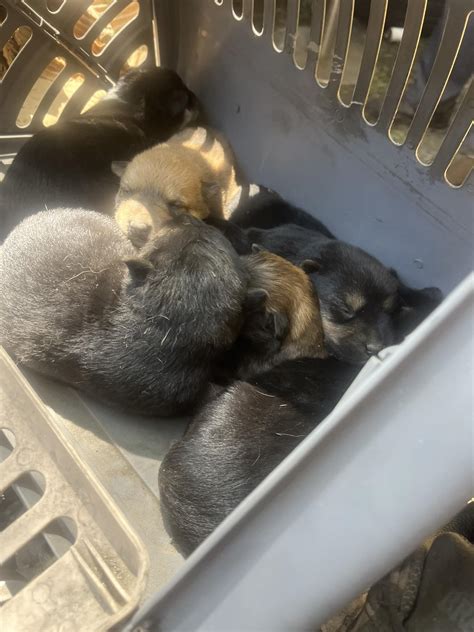 Rescuers Save Stray Dog, Discover Unbelievable Twist That Changes