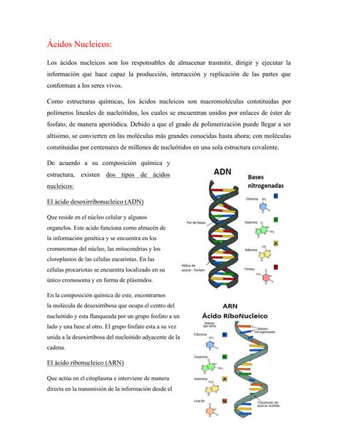 Estructura Acidos Nucleicos