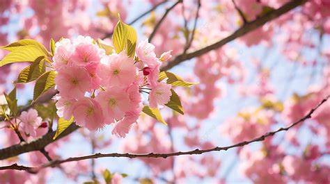 Fondo Flores De Cerezo Rosadas A Lo Largo De Un Rbol Fondo Tiempo De