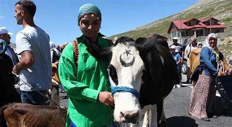 Yar May Kazanan Inek Yem Ve Saman Sahibi Ise Para D L N Kapt