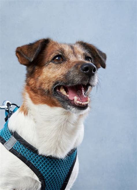 Perro Lindo Jack Russell Sobre Un Fondo De Lienzo Azul Linaje Imagen