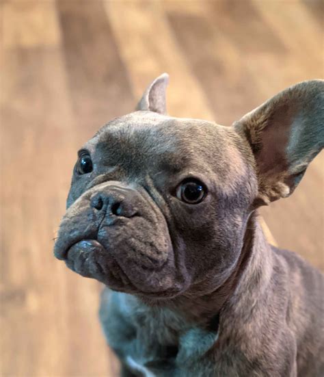 French Paws Bulldogs - French Bulldog Puppies for Sale in Salem, OR