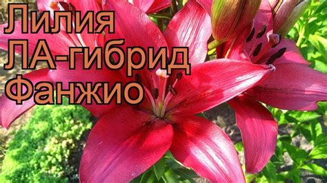 Лилия ла-гибрид Фанжио (lilium la-hybrid fangio) 🌿 Фанжио обзор: как ...