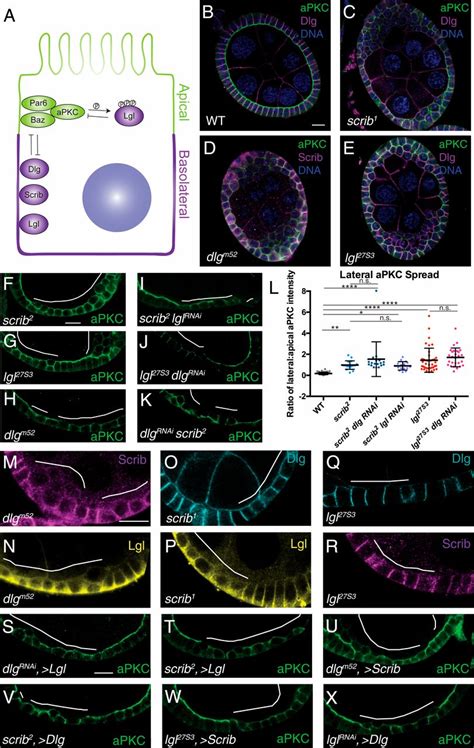 Distinct Activities Of Scrib Module Proteins Organize Epithelial