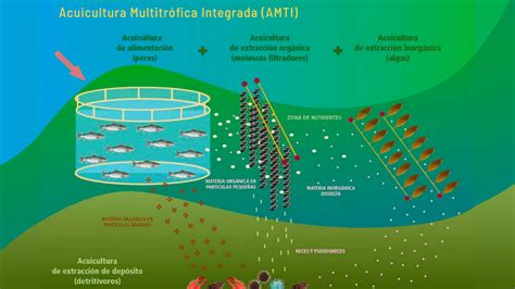 Acuicultura Multitr Fica Integrada Acuicultura De Espa A