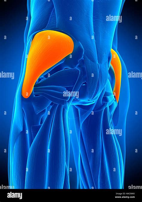 Illustration Du Muscle Gluteus Medius Photo Stock Alamy