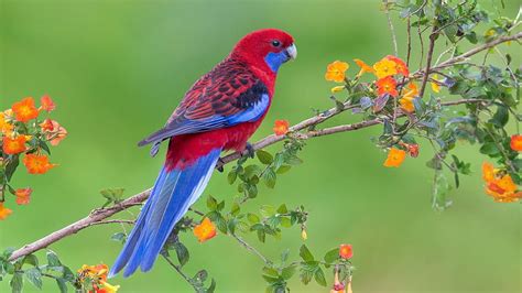 Macaw Parrot Colorful Parrot Hd Wallpaper Pxfuel