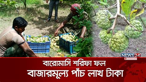 বারোমাসি শরিফা ফল চাষ করে লাভবান হচ্ছেন চাষীরা Sharifa Fruit News